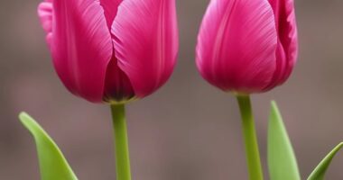 ¿Quiénes se benefician de tu masculinidad?