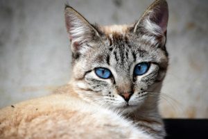 Detailed close-up of a blue-eyed domestic cat with striking features.
