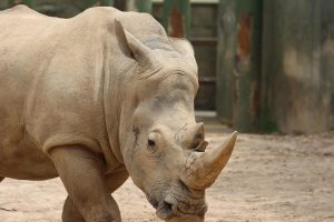 Detailed shot of a rhinoceros walking in a zoo enclosure, showcasing its rough skin and massive horn.
