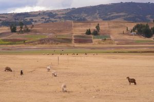Serene rural scene with grazing sheep and rolling hills in Toca, Colombia.