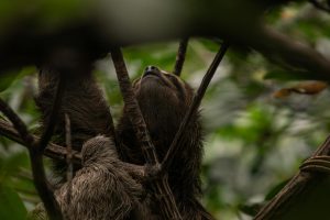 A sloth hanging on tree branches in Bocas del Toro, Panama. Captured close-up with lush greenery.