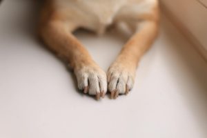 A close-up shot of a dog's paws on a smooth white surface, emphasizing texture and detail.