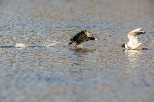 A striking image of a common coot chasing a relict gull on a water surface in Tallinn, Estonia.