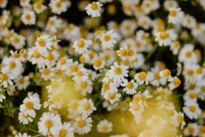 A close-up view of blooming chamomile flowers in a lush summer meadow, exuding freshness.