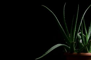 Aloe Vera plant in terracotta pot against a black background showcasing minimalist design.