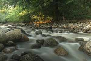 A serene forest river scene with smooth flowing water over rocks, surrounded by lush greenery.