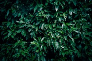 Moody dark green laurel leaves create a natural, lush background.