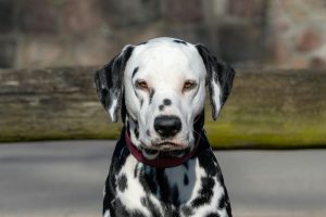 Close-up portrait of a Dalmatian dog outdoors, showcasing its unique black and white spots.