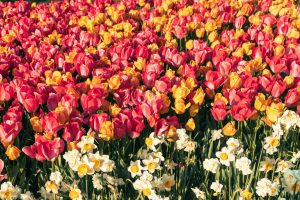 A stunning field of colorful tulips and daffodils in full bloom, capturing the essence of spring.