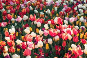 A colorful display of tulips in full bloom, showcasing nature's beauty in spring.