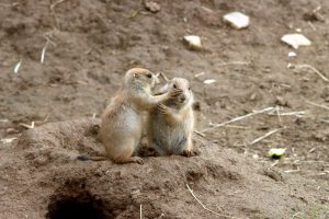 Two prairie dogs playfully interact on a dirt mound in their natural habitat.