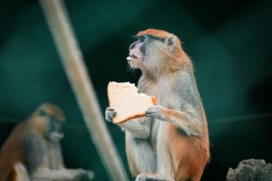 A monkey casually eating bread in a zoo enclosure, creating a humorous scene.