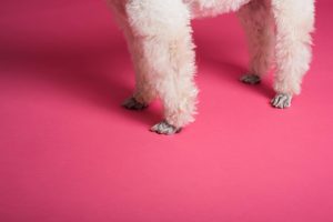 A cropped view of a poodle's fluffy legs set against a vibrant pink studio backdrop.