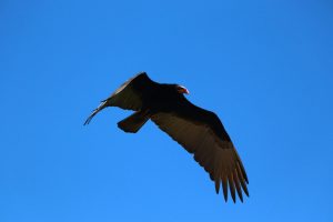 An eagle gracefully soars through a vibrant blue sky in Salto del Guairá, Paraguay.
