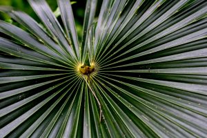 Detailed view of a palm leaf showcasing its radiating lines in vibrant green hues, highlighting nature's geometric patterns.