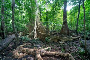 Picturesque scenery of tree trunks with massive roots growing in national park Cat Tien in forest with green leaves on branches