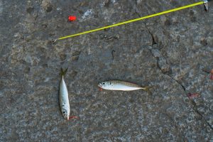 Close-up of caught fish and fishing equipment on concrete surface in Novorossiysk, Russia.