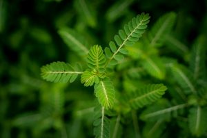 Close-up of lush green leaves with selective focus, showcasing intricate textures.