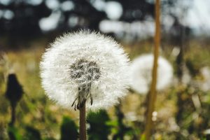 A detailed close-up view of a white dandelion seed head outdoors in a grassy field.