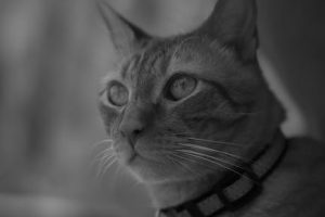 pexels-photo-15516330