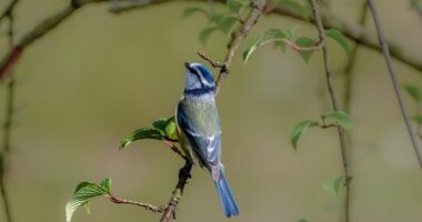 Cómo se llega a ser mujer: una reflexión sobre la identidad de género