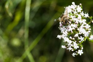 A bee collecting nectar from white valerian flowers in a lush green garden, symbolizing pollination and nature's beauty.