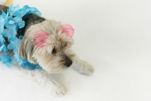 Small purebred dog resting on white floor in bright room and wearing sunglasses and flower necklace