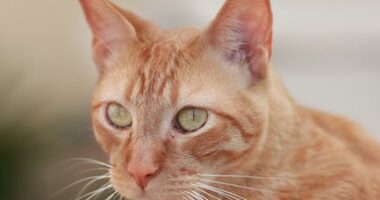 Los mejores juegos de chat para niños de 10 años