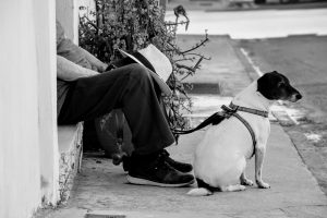 A dog sits next to its owner resting on a street curb in grayscale.