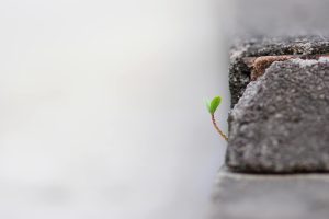 A small green sprout emerging from a crack in the concrete symbolizing growth and resilience.