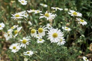 A detailed photograph of chamomile flowers in full bloom, showcasing their delicate petals and vibrant centers.