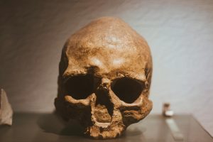 Close-up of an ancient skull in a solemn museum setting, offering a glimpse into history.