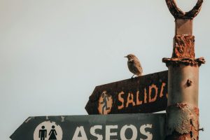 A bird perches on a corroded signpost near public restrooms in San Pedro, Spain.