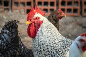 Detailed view of a colorful rooster among hens, highlighting farm life.