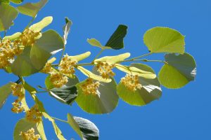 Bright linden tree blossoms with green leaves against a vivid blue sky in Bursa, Türkiye.