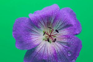Close-up of a purple geranium flower with water droplets against a vivid green background.