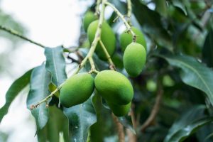 Fresh green mangoes hanging from a tree branch, captured in natural light.