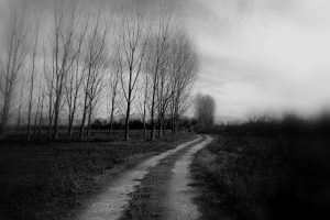 Serene rural path lined with bare trees in a black and white landscape.