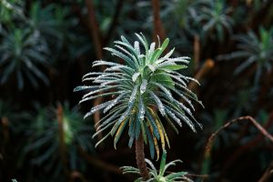 A close-up of a dew-covered Euphorbia plant showcasing vibrant green foliage.