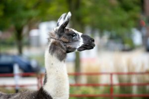 Profile portrait of a llama standing outdoors in Milwaukee Zoo.