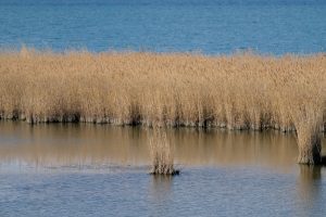 Tranquil view of tall reeds by a serene lake under bright daylight.