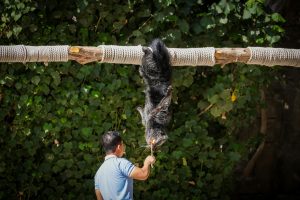 Trainer interacts with a binturong hanging upside down on a rope outdoors.