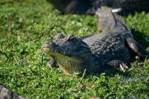 A Yacaré caiman basking in the sun on lush greenery in Corrientes, Argentina.
