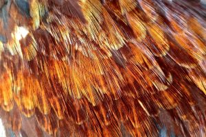 Detailed texture of bird feathers in vibrant hues, capturing nature's intricate beauty.