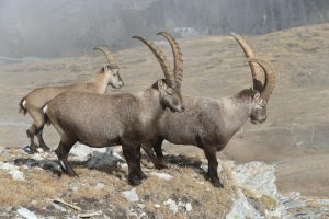 Three alpine ibex with majestic horns stand on a rugged mountain cliff, capturing wildlife in its natural habitat.