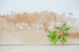A resilient pink flower grows next to a textured, weathered wall, symbolizing nature's persistence.
