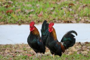 Two vibrant roosters standing together on a grassy patch outdoors, showcasing colorful plumage.