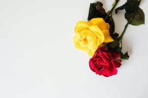 Close-up of a yellow rose and red rose on a white background, showcasing vibrant colors and delicate petals.