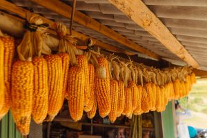 A row of vibrant yellow corn cobs hanging to dry in a rustic barn setting.