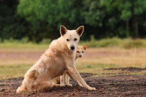 A dog and cat in an outdoor setting, showcasing companionship.